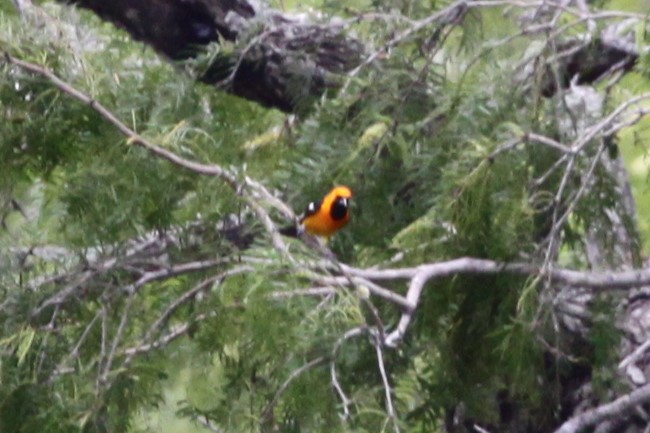 Hooded Oriole - ML638767339