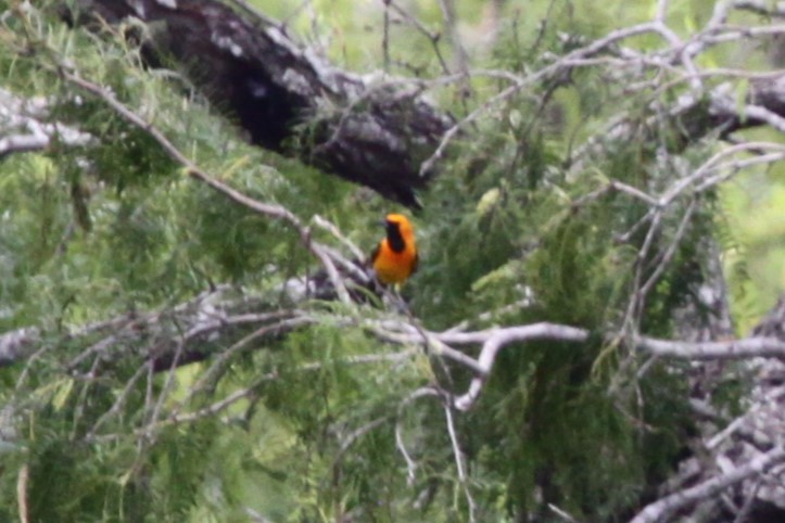Hooded Oriole - ML638767340