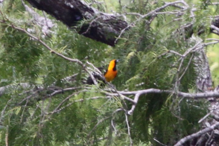 Hooded Oriole - ML638767341