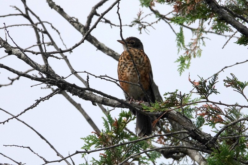 American Robin - ML638767368