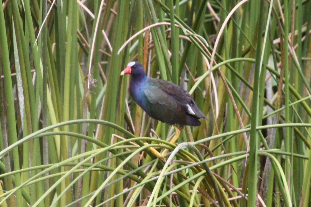 Purple Gallinule - ML638767370