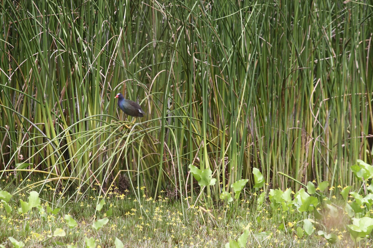 Purple Gallinule - ML638767371