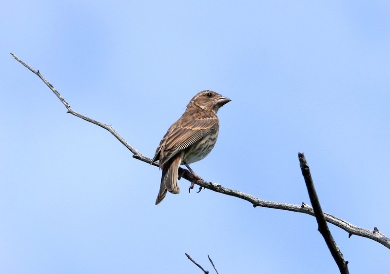 Purple Finch - ML638767379