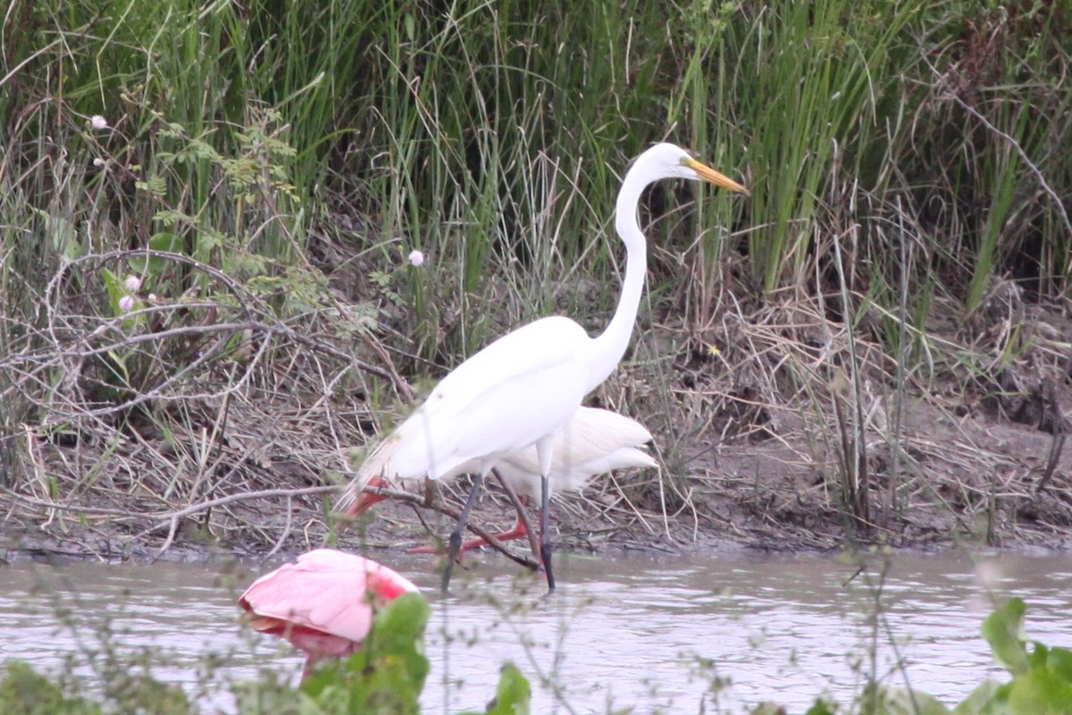 Great Egret - ML638767394