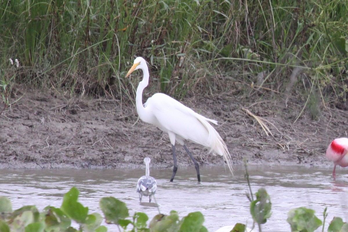 Great Egret - ML638767395