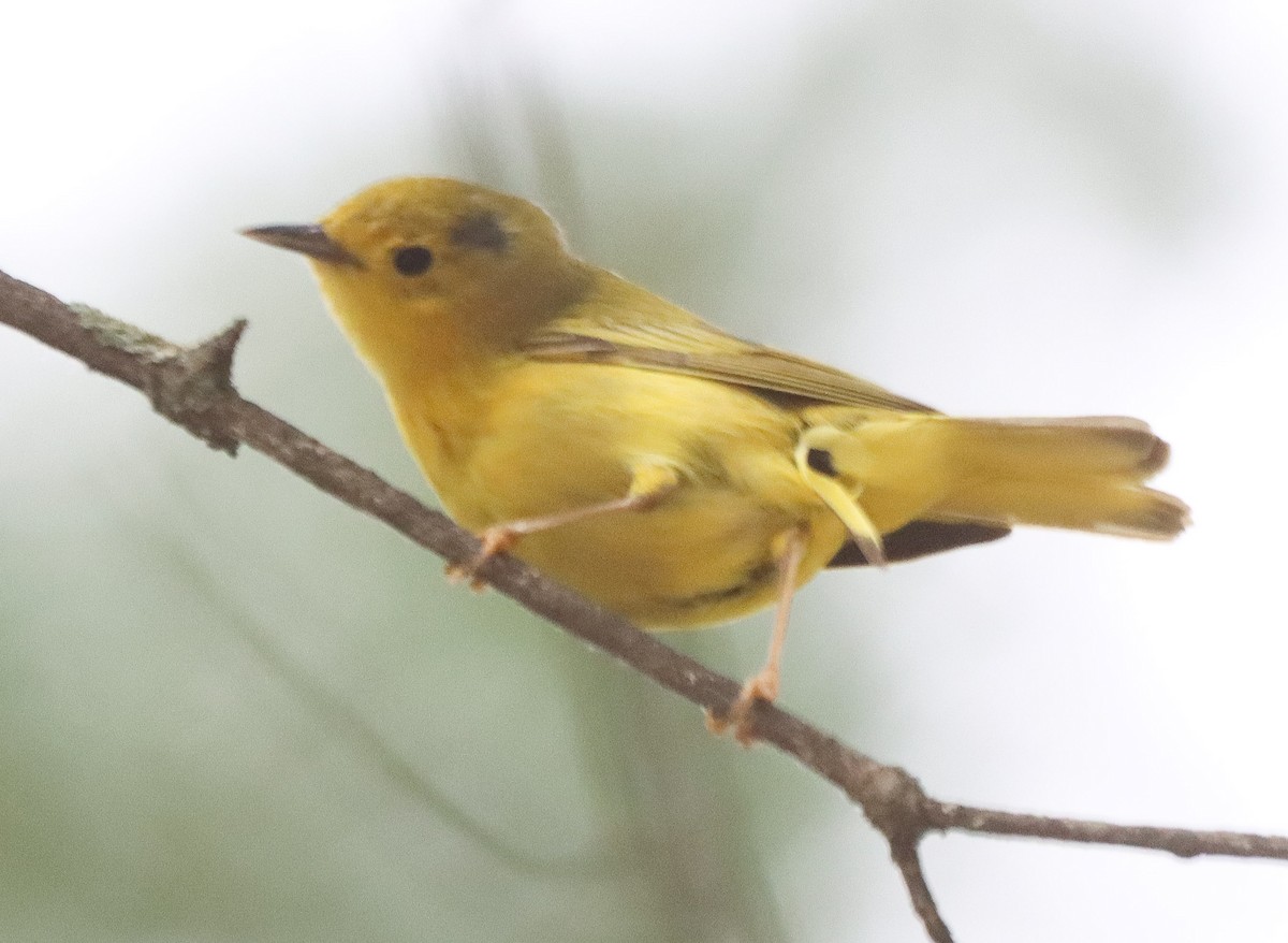 Paruline jaune - ML638767397