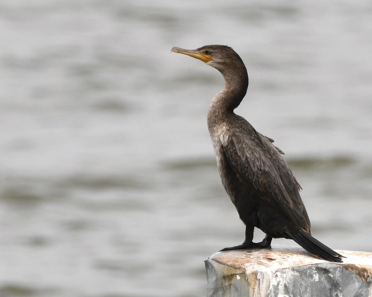 Cormoran à aigrettes - ML638767398