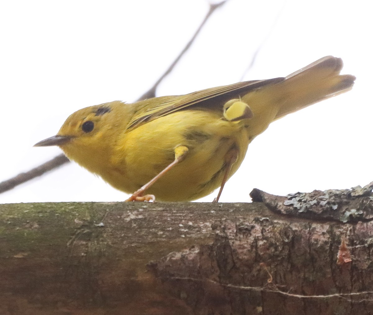Paruline jaune - ML638767401