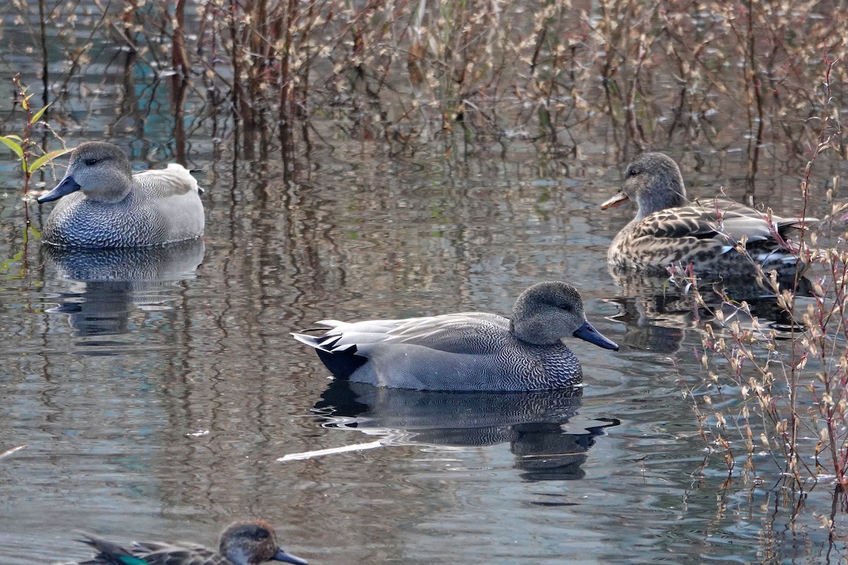 Canard chipeau - ML638767402
