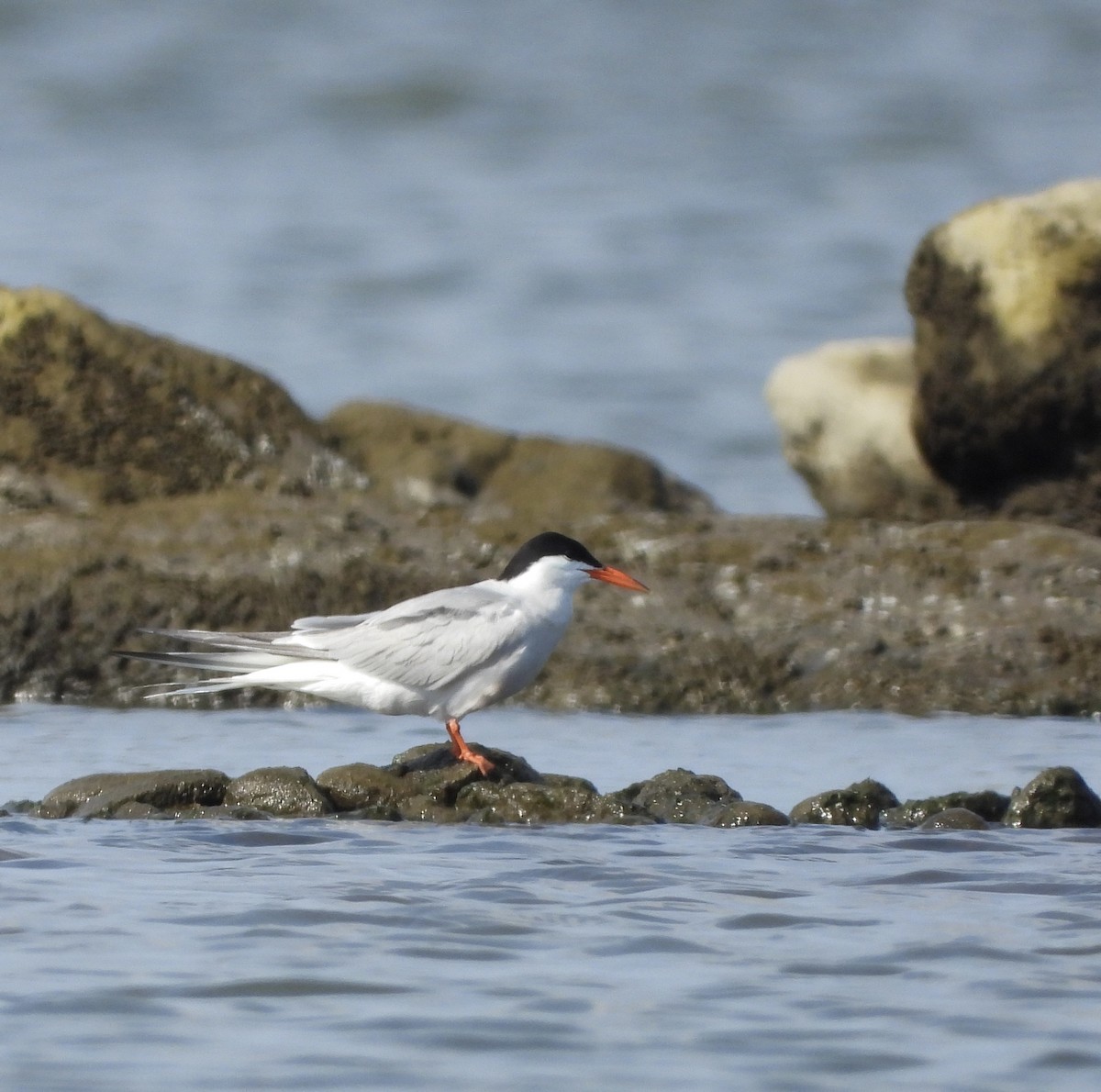 Forster's Tern - ML638767416