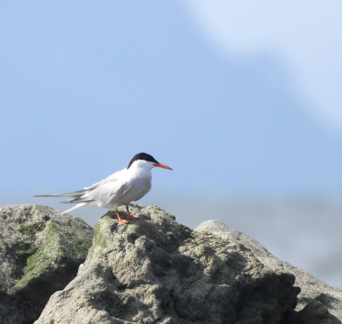 Forster's Tern - ML638767417