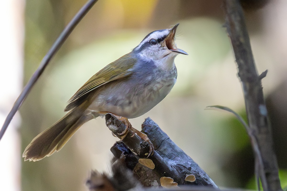 Paruline bridée - ML638767427
