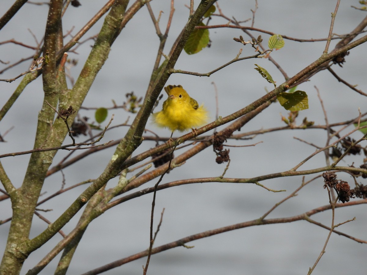Paruline jaune - ML638767429
