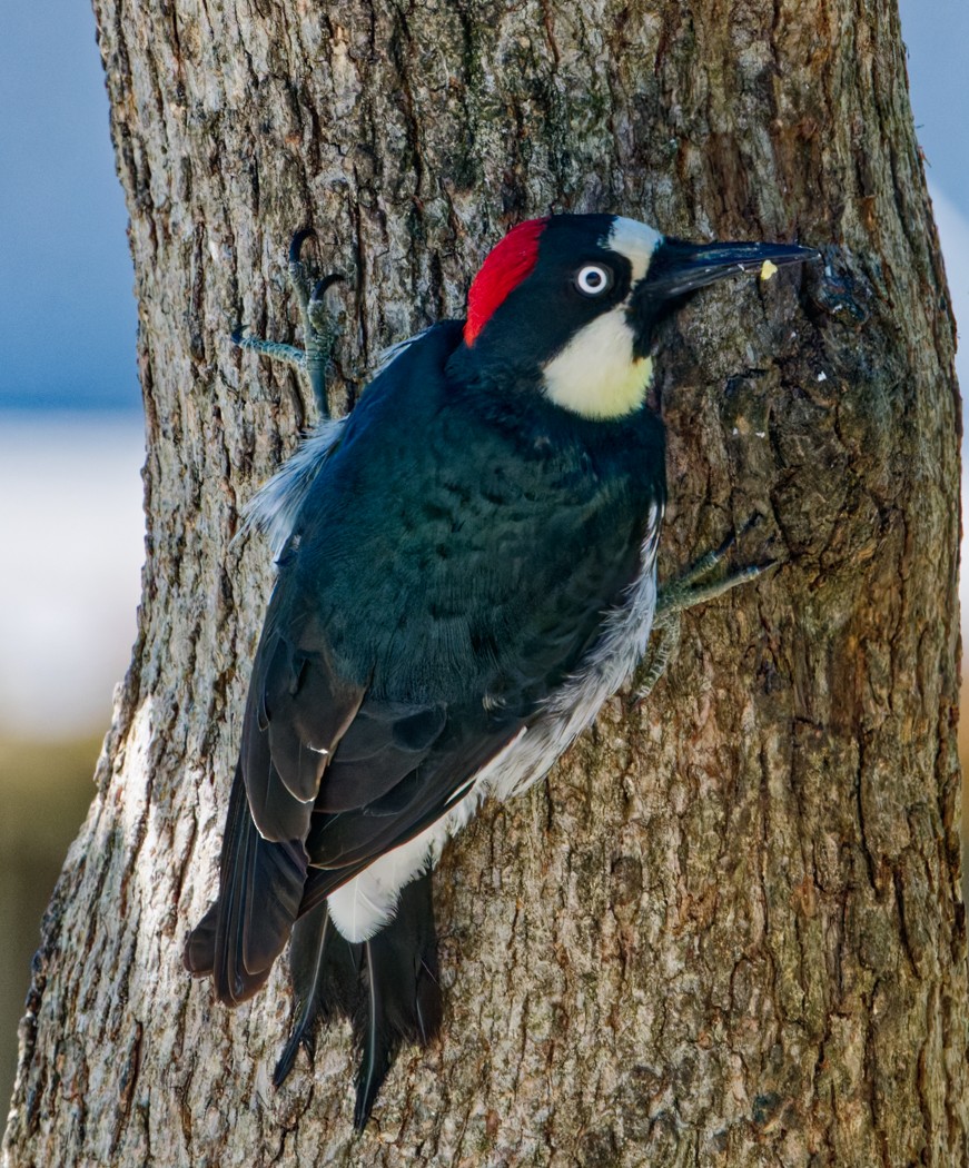 datel sběrač - ML638767500