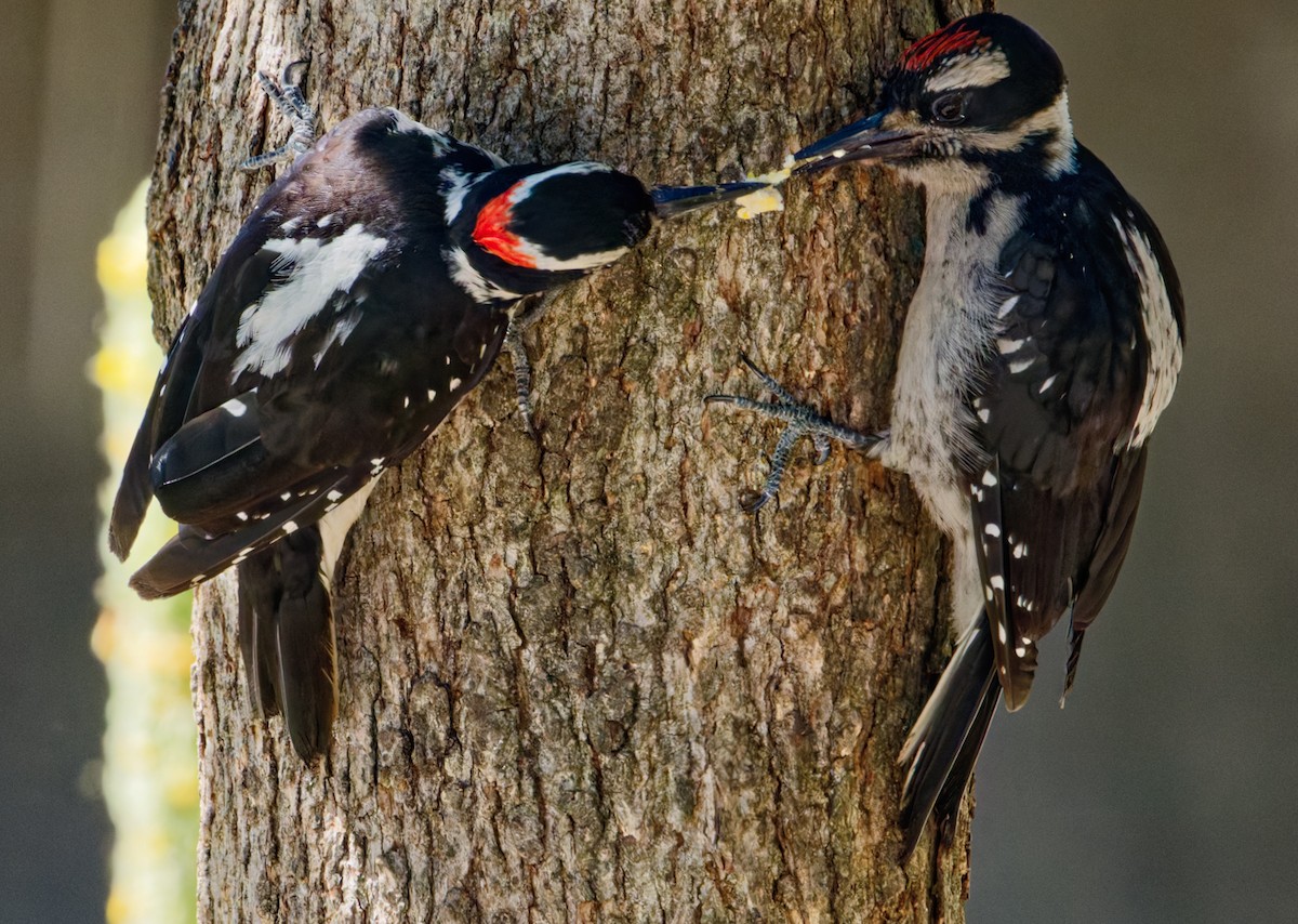 strakapoud americký - ML638767505