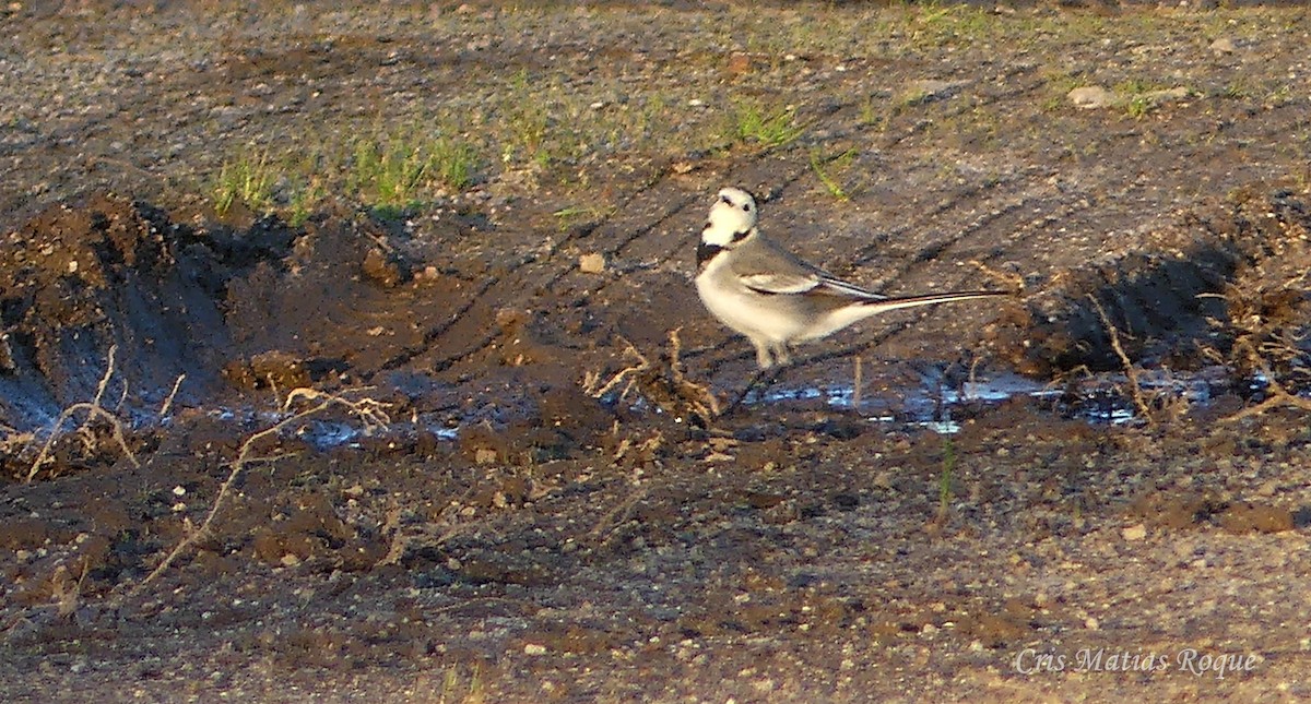 konipas bílý - ML638767509