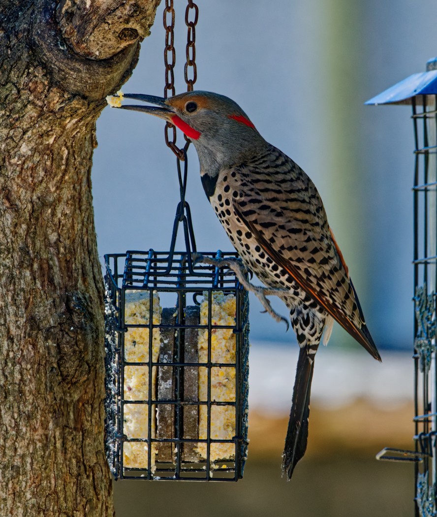 datel zlatý - ML638767511