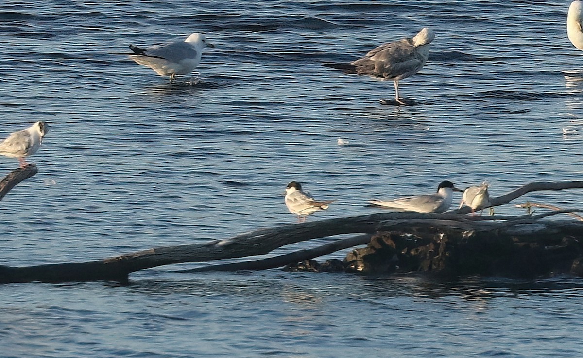 Forster's Tern - ML638767512