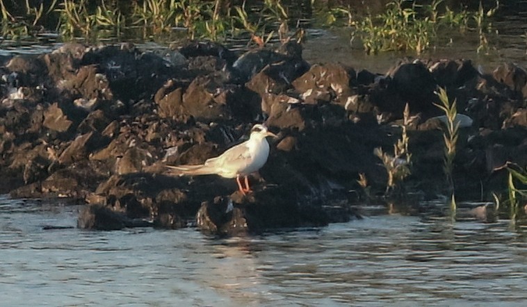 Forster's Tern - ML638767517