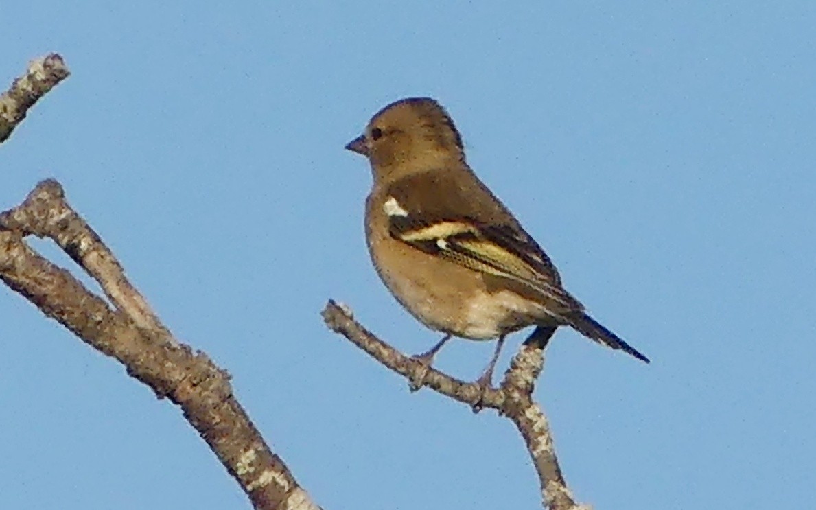 pěnkava obecná - ML638767525