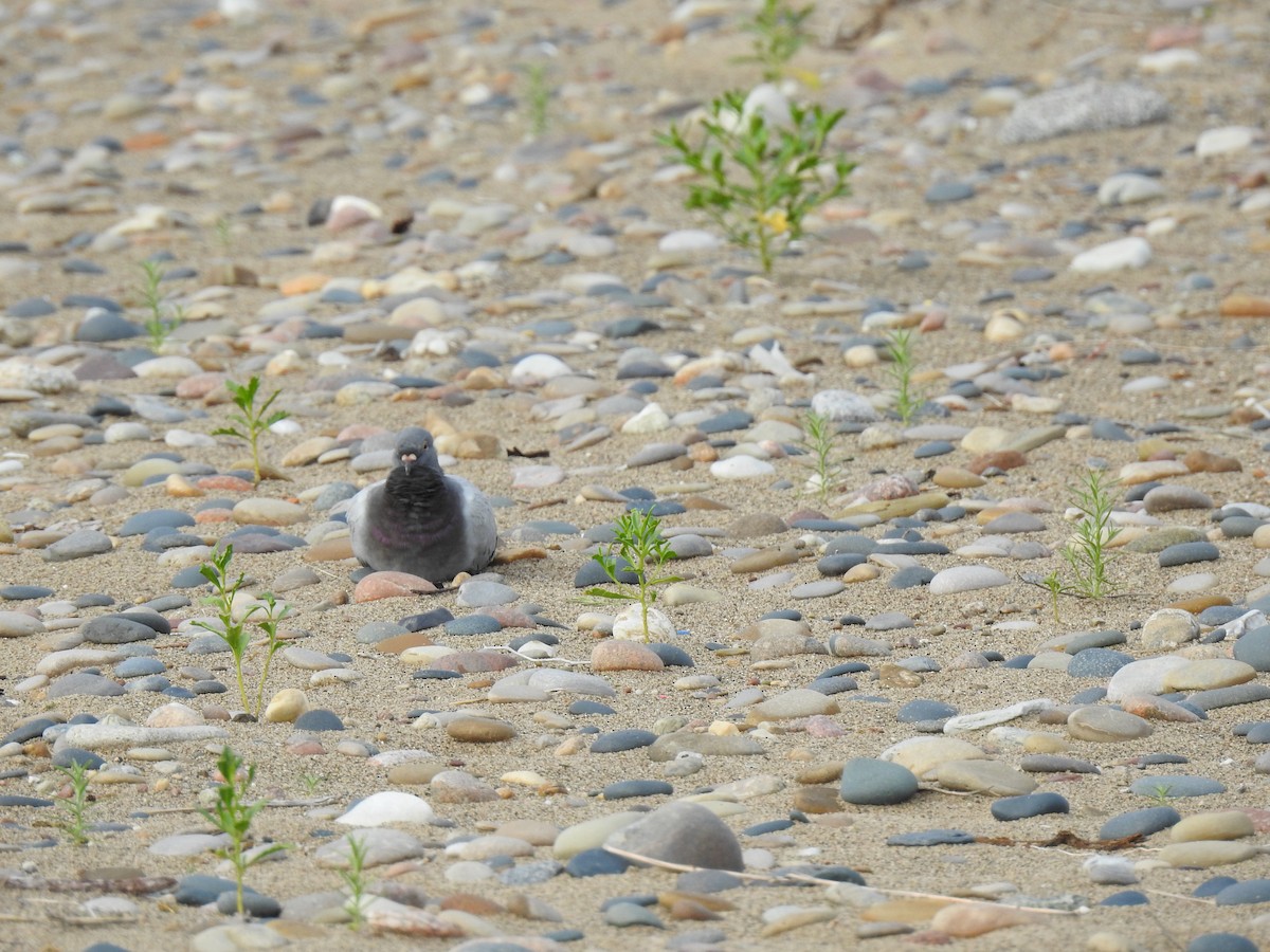 Rock Pigeon (Feral Pigeon) - ML638767580