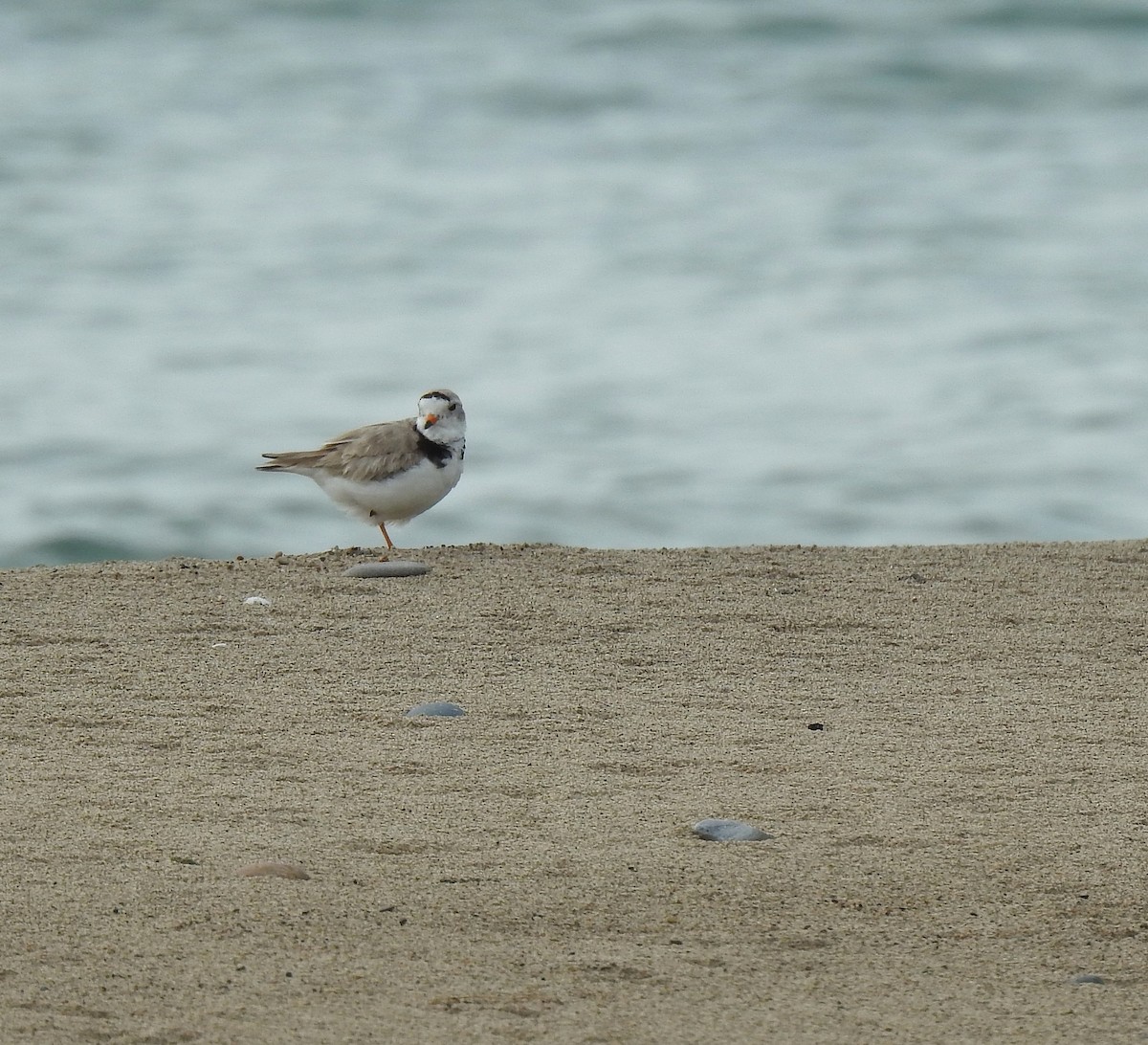 Piping Plover - ML638767585