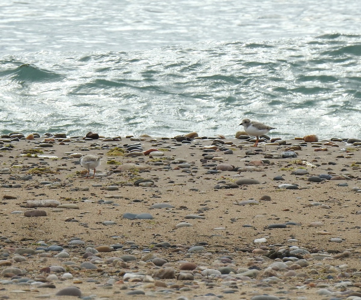 Piping Plover - ML638767589