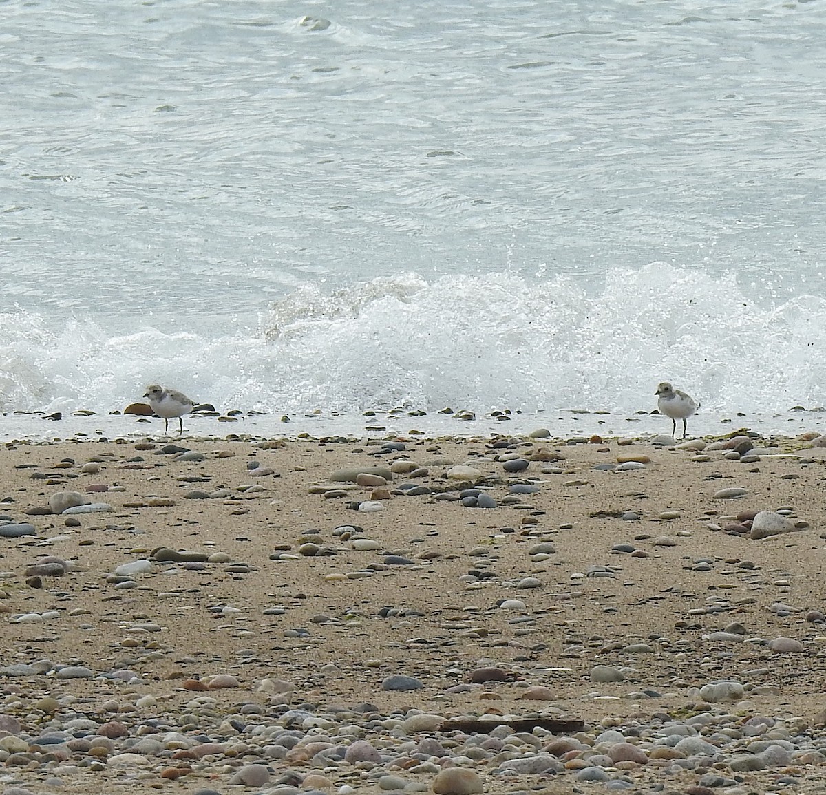 Piping Plover - ML638767592