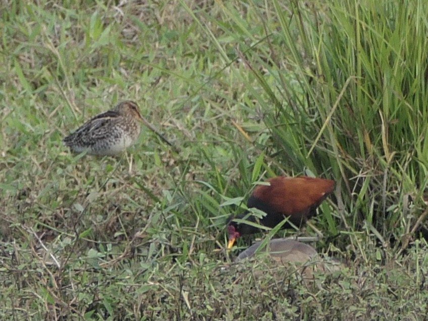 Pantanal Snipe - ML638767612