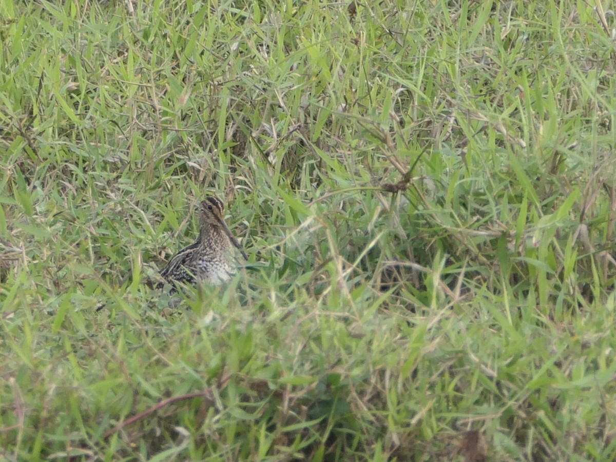 Pantanal Snipe - ML638767614