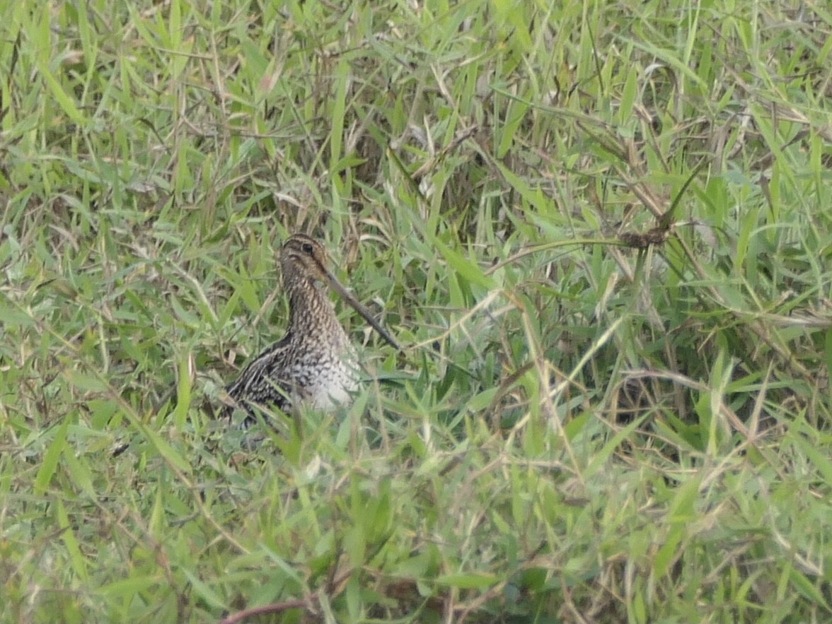Pantanal Snipe - ML638767615