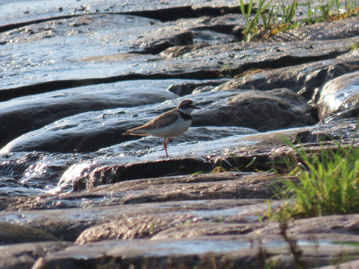 Little Ringed Plover - ML638767658