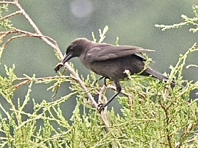 Common Grackle - ML638767683
