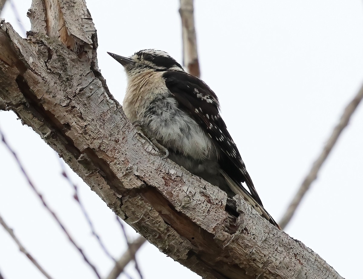 Downy Woodpecker - ML638767691