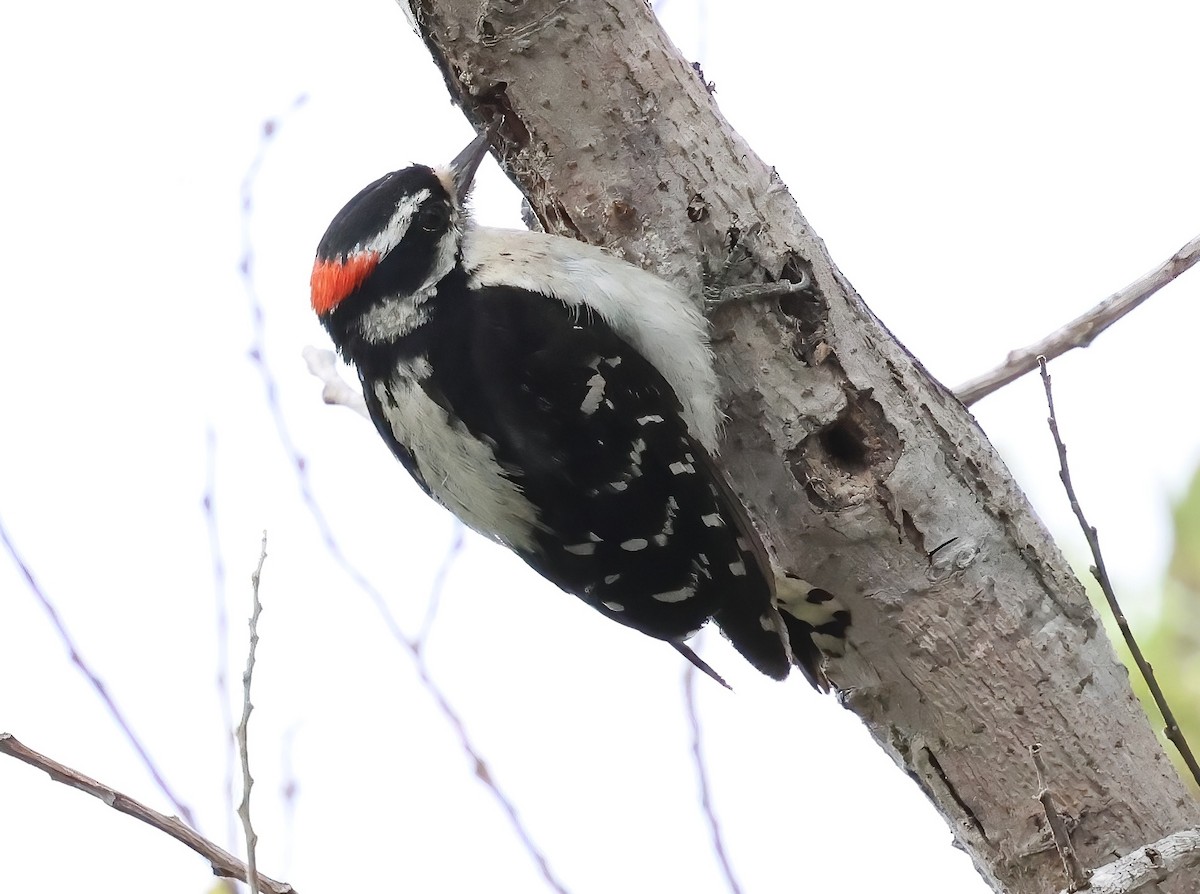 Downy Woodpecker - ML638767692