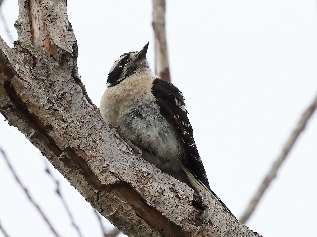 Downy Woodpecker - ML638767693