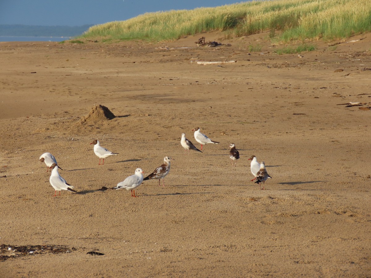Black-headed Gull - ML638767699