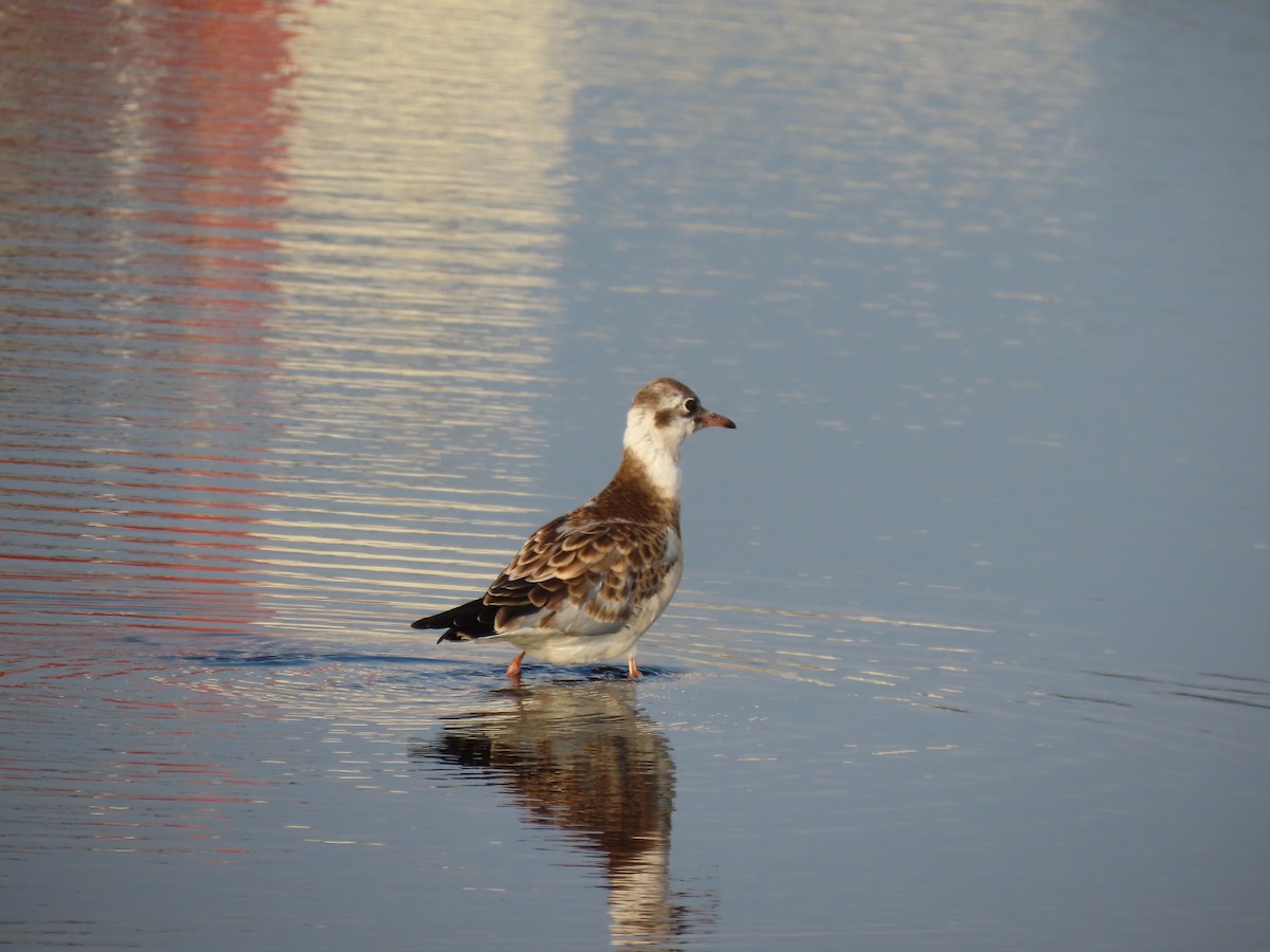 Black-headed Gull - ML638767700
