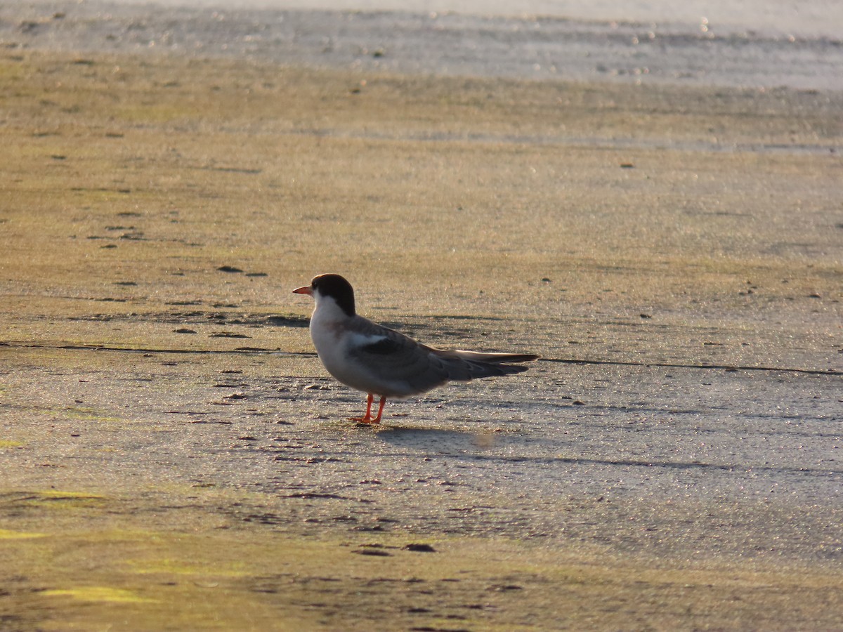 Common Tern - ML638767709