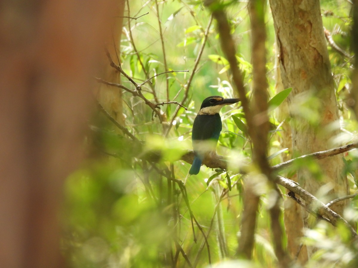Sacred Kingfisher - ML638767778