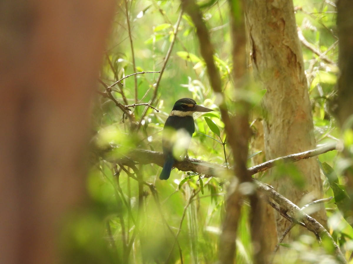 Sacred Kingfisher - ML638767781