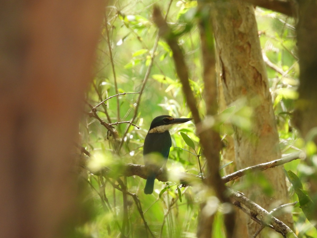 Sacred Kingfisher - ML638767782