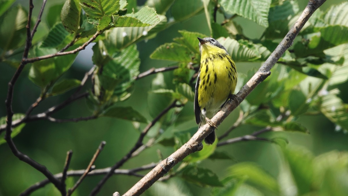 Magnolia Warbler - ML638767799