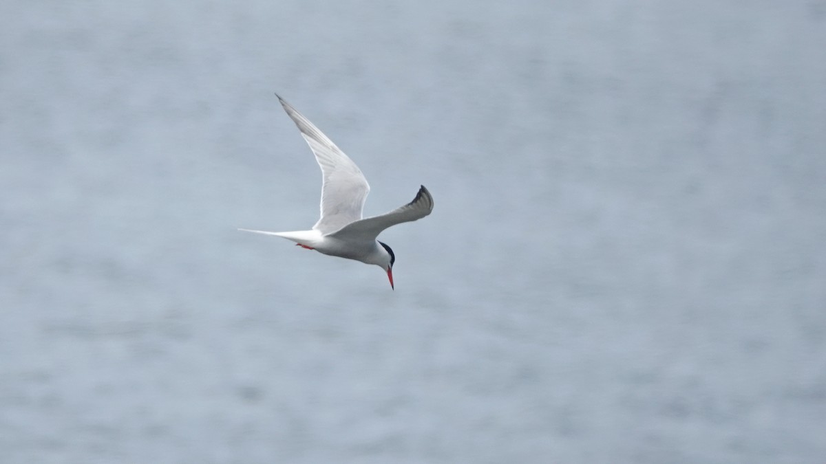 Common Tern - ML638767804