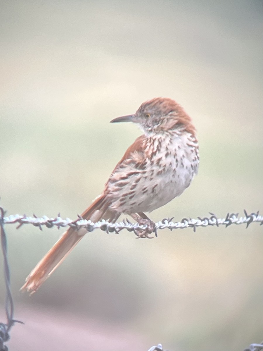 Brown Thrasher - ML638767838