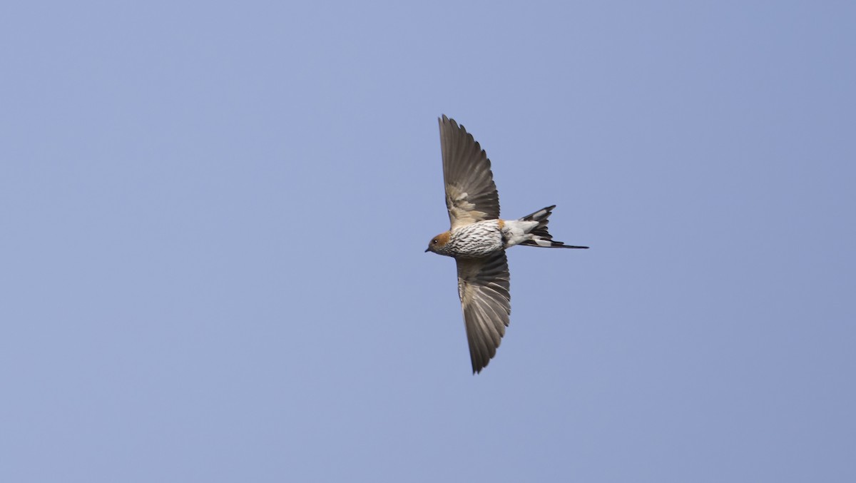 Lesser Striped Swallow - ML638767864