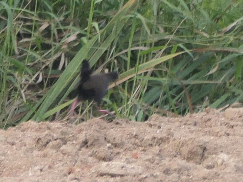 Blackish Rail - ML638767865