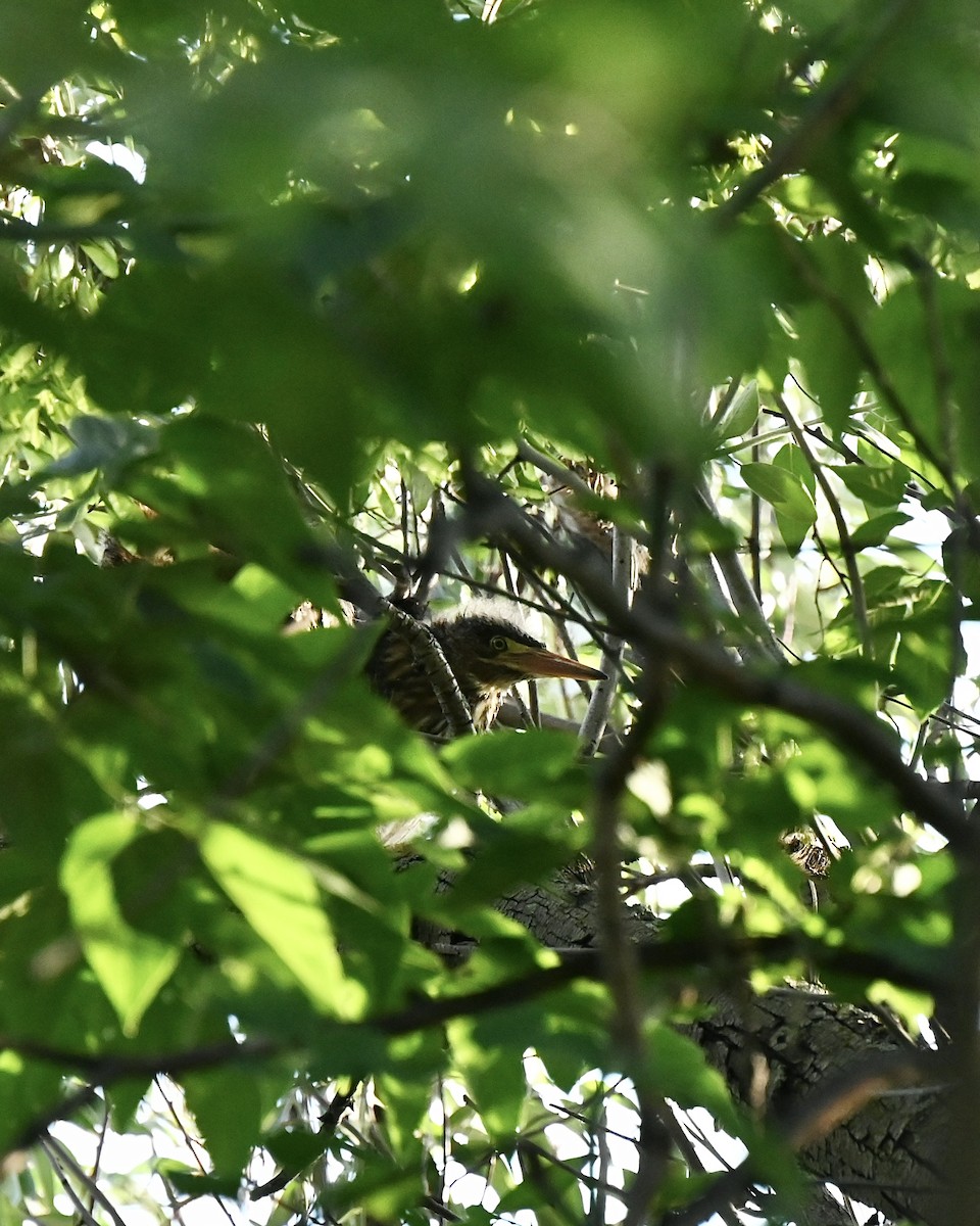 Green Heron - ML638767874