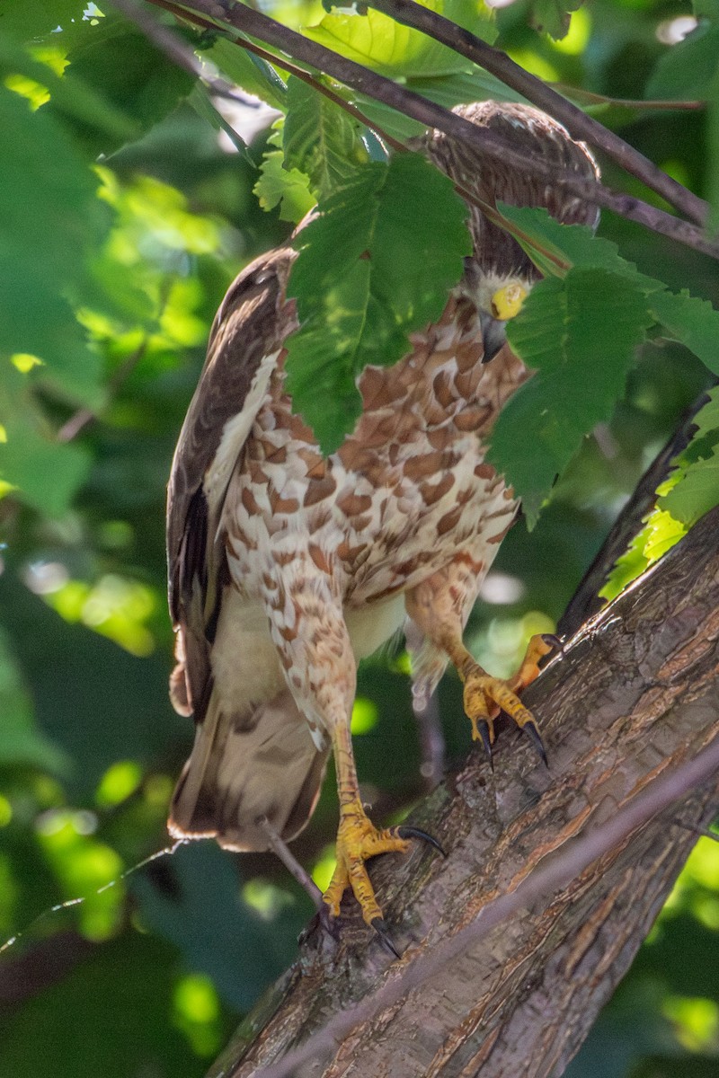 Broad-winged Hawk - ML638767894