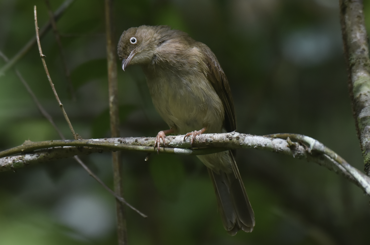 Cream-vented Bulbul - ML638767905